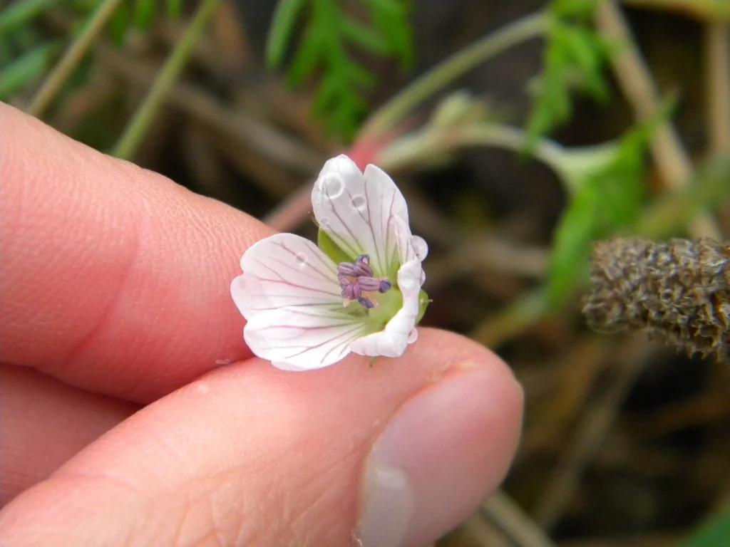 Geranium Incanum