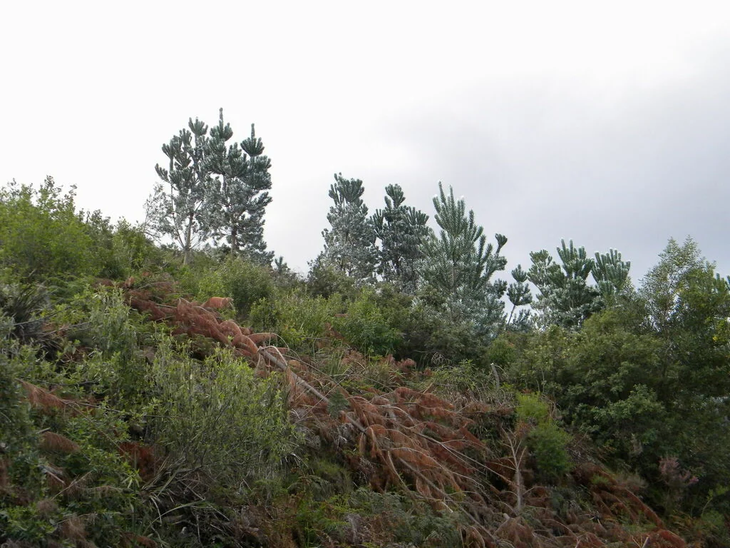 Leucadendron Argenteum