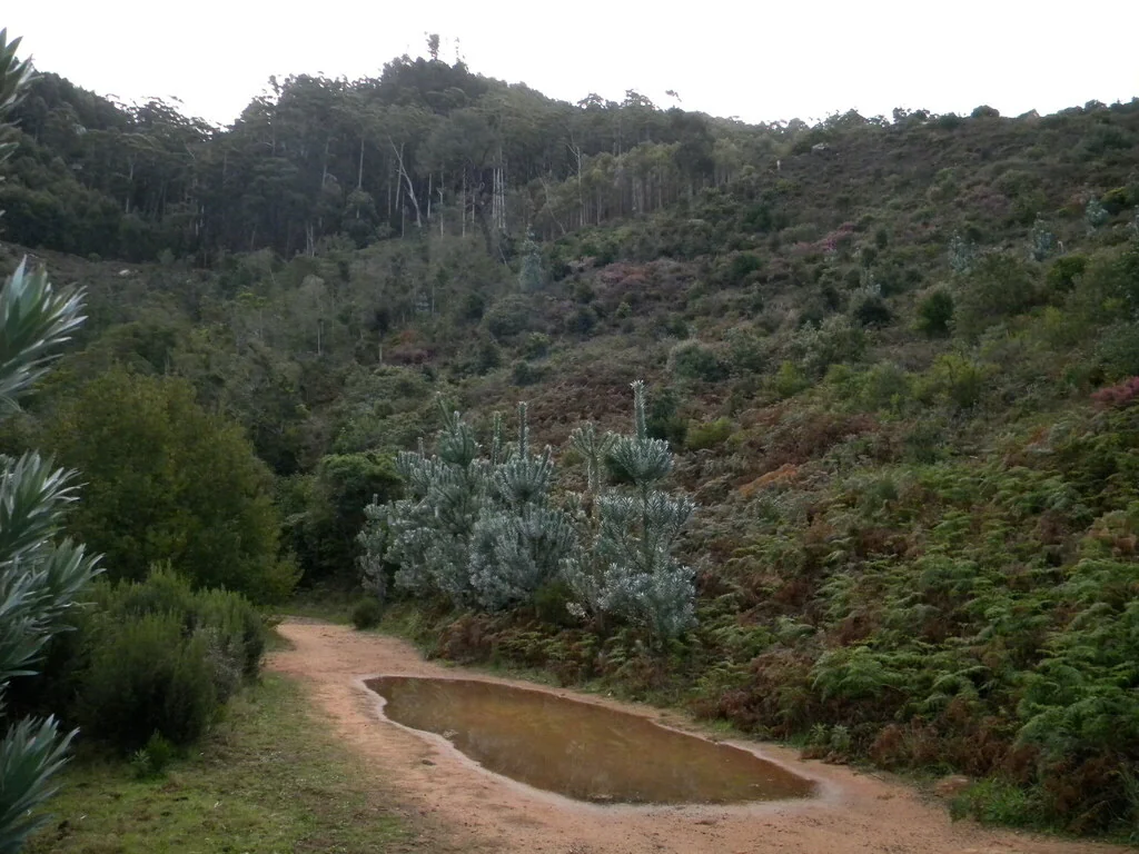 Leucadendron Argenteum