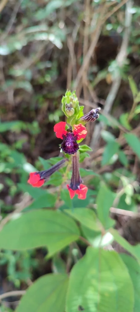 Cuphea Llavea