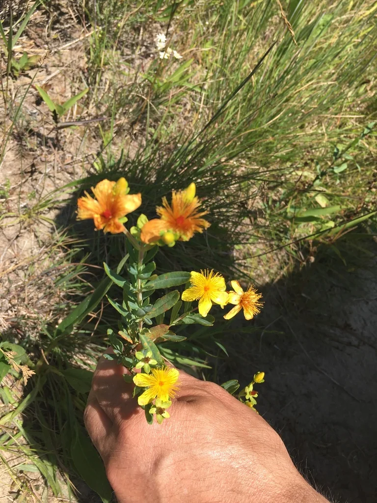 Hypericum Kalmianum