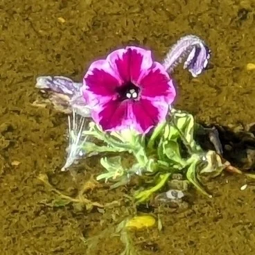 Petunia X Hybrida