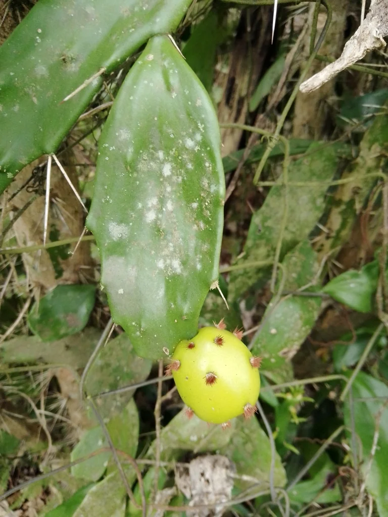 Opuntia Brasiliensis