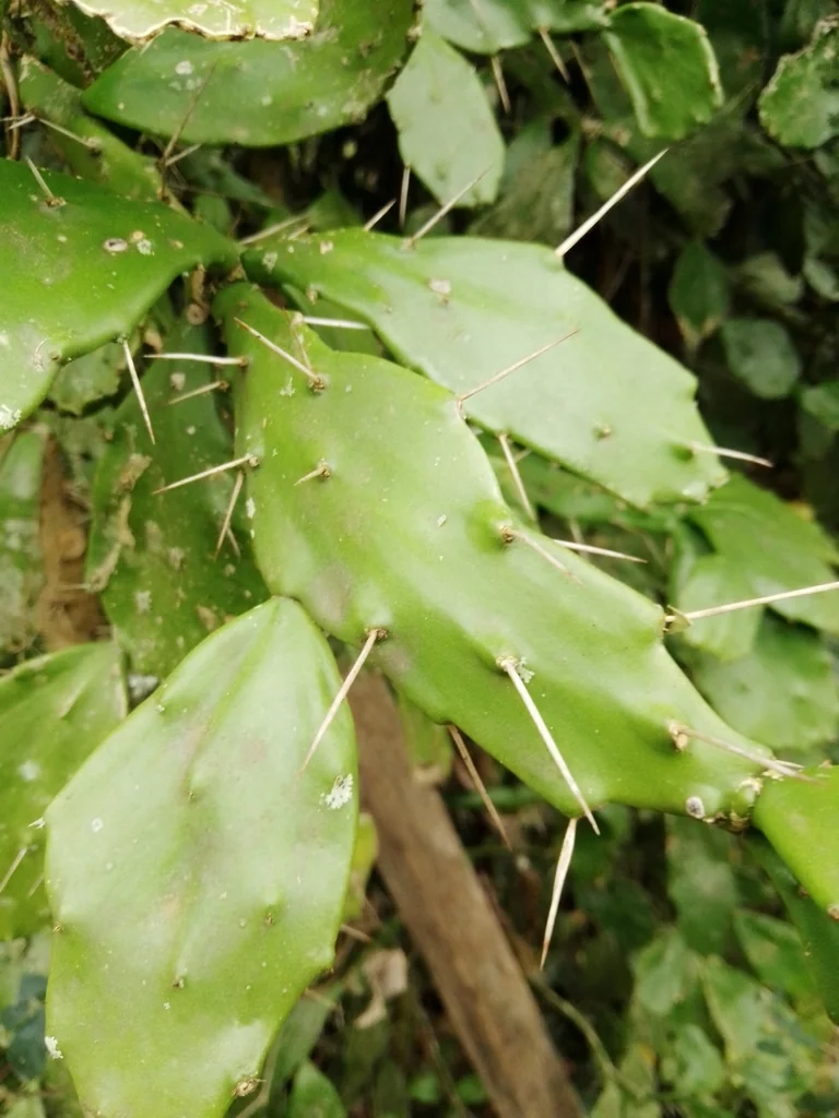 Opuntia Brasiliensis