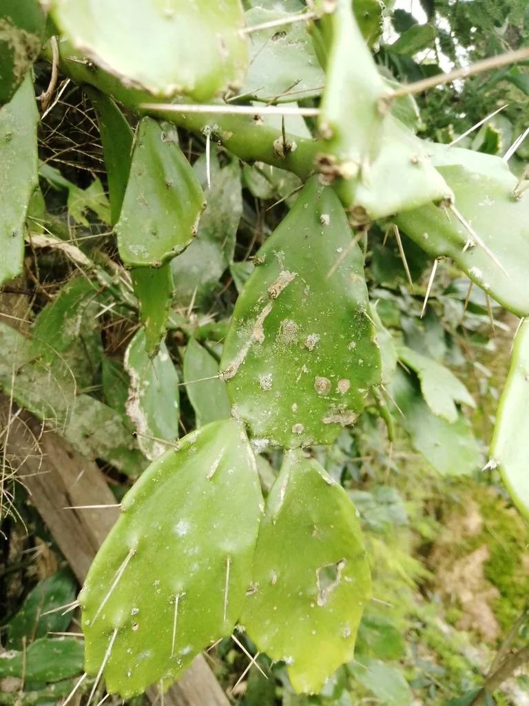Opuntia Brasiliensis
