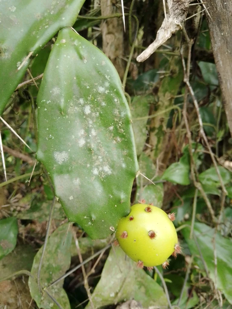 Opuntia Brasiliensis