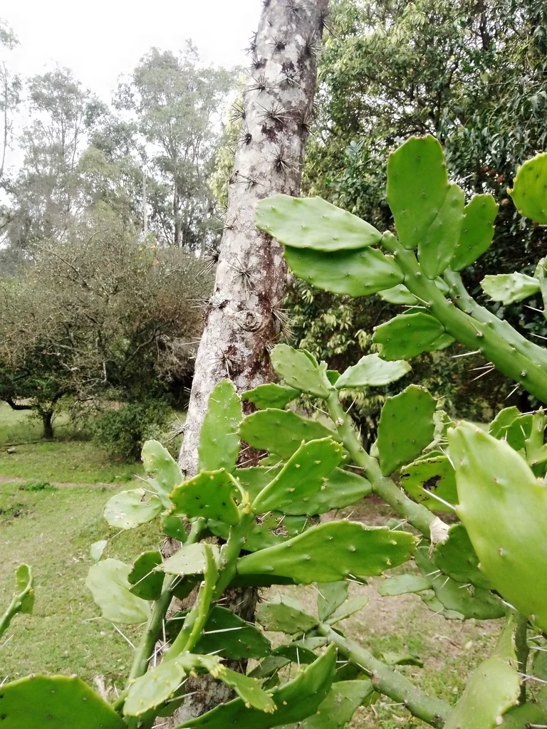 Opuntia Brasiliensis