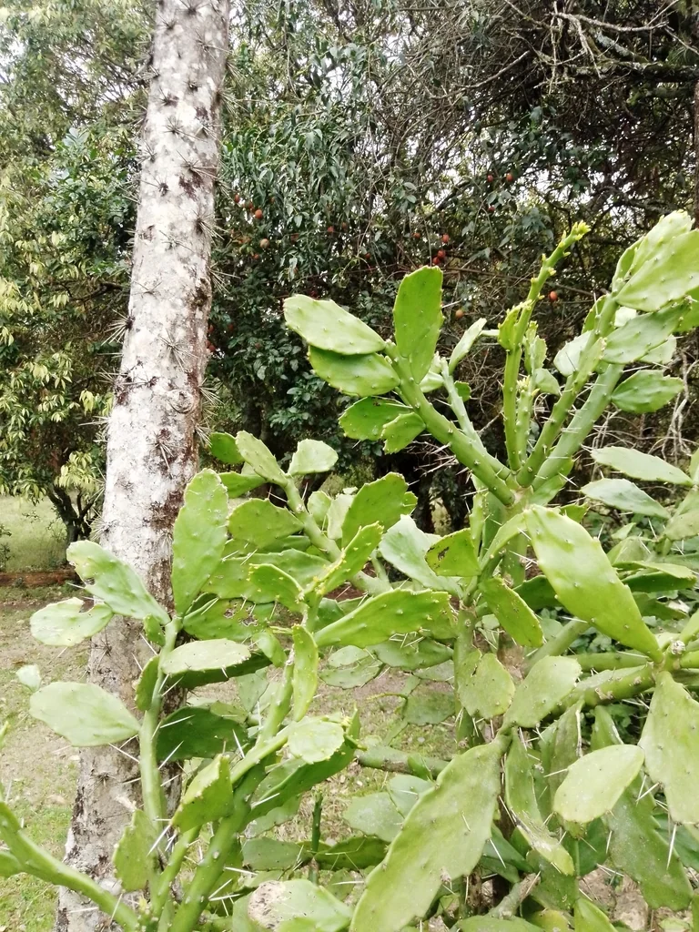 Opuntia Brasiliensis