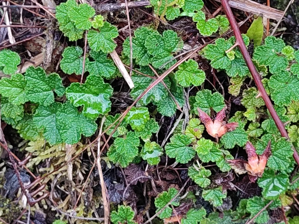 Rubus Pentalobus