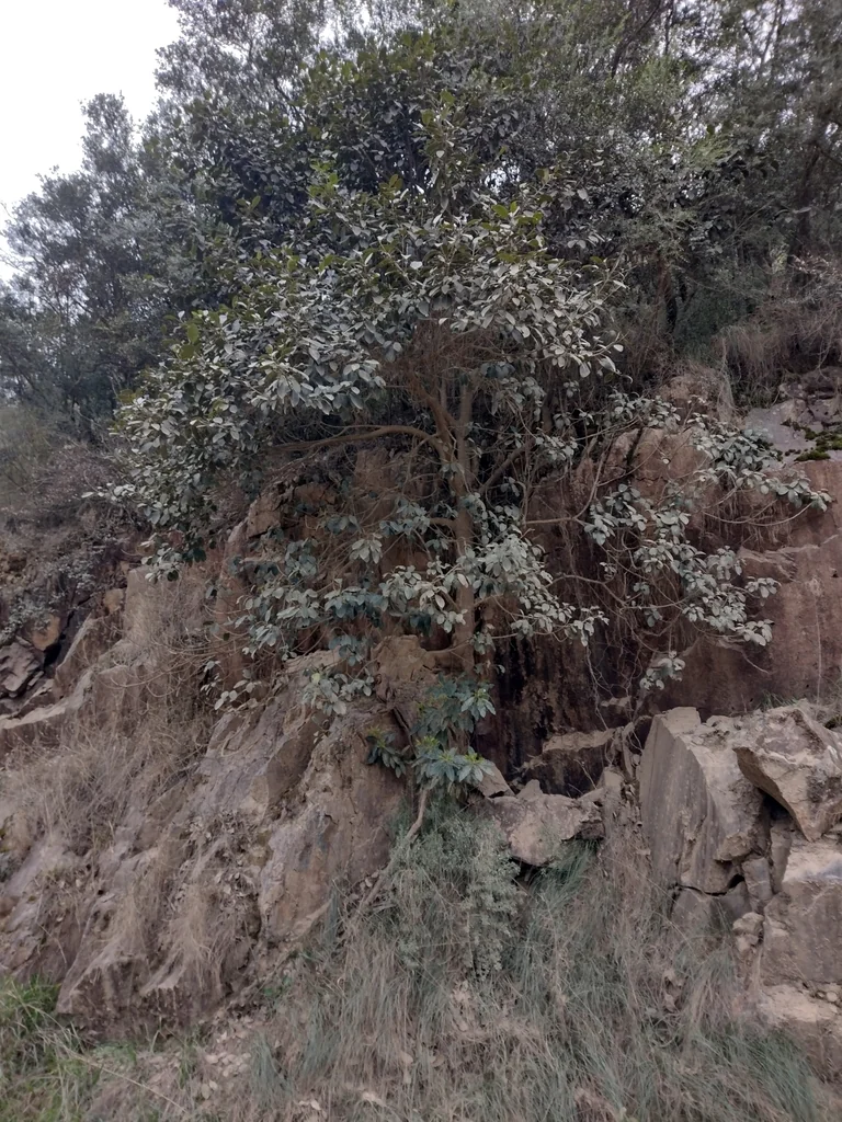 Ficus rubiginosa