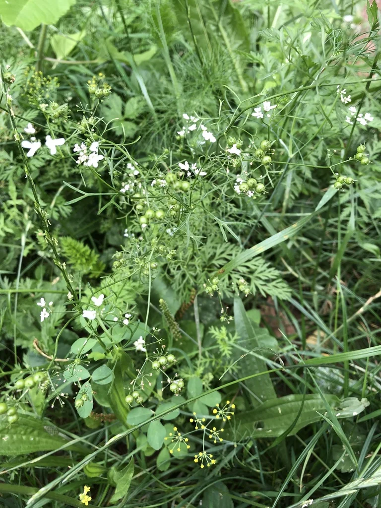 Coriandrum Sativum