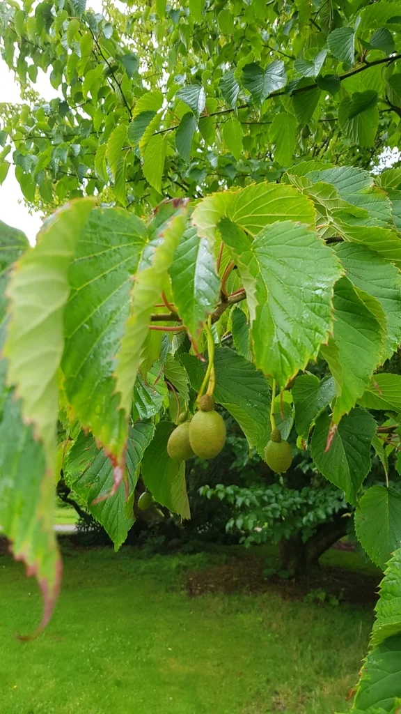 Davidia Involucrata