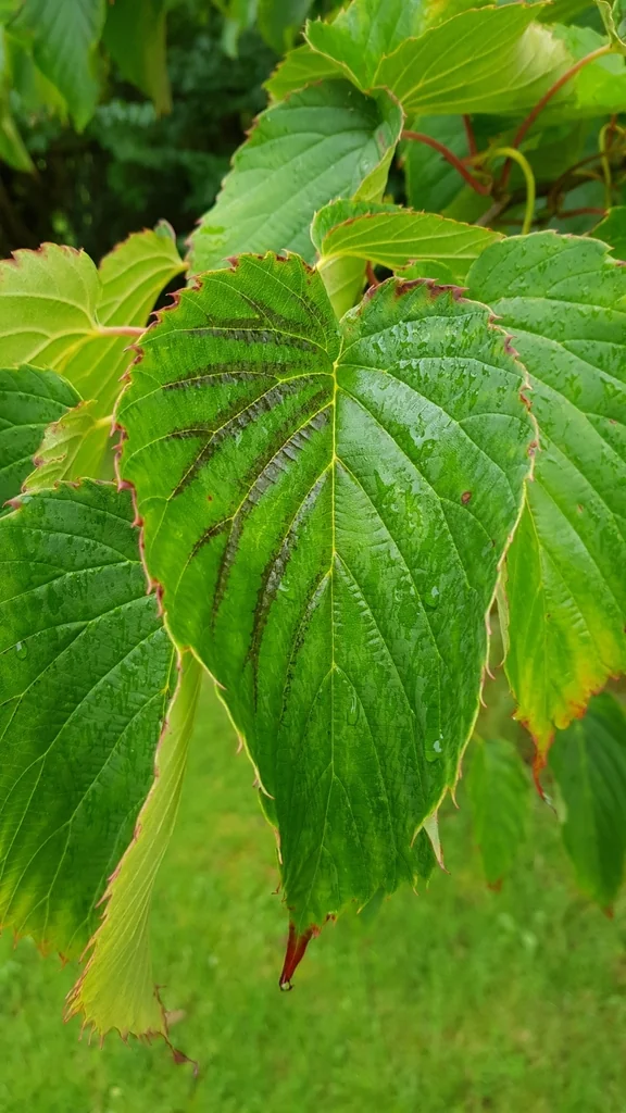 Davidia Involucrata