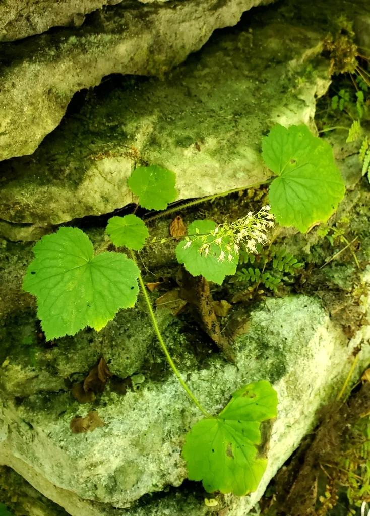 Heuchera Villosa