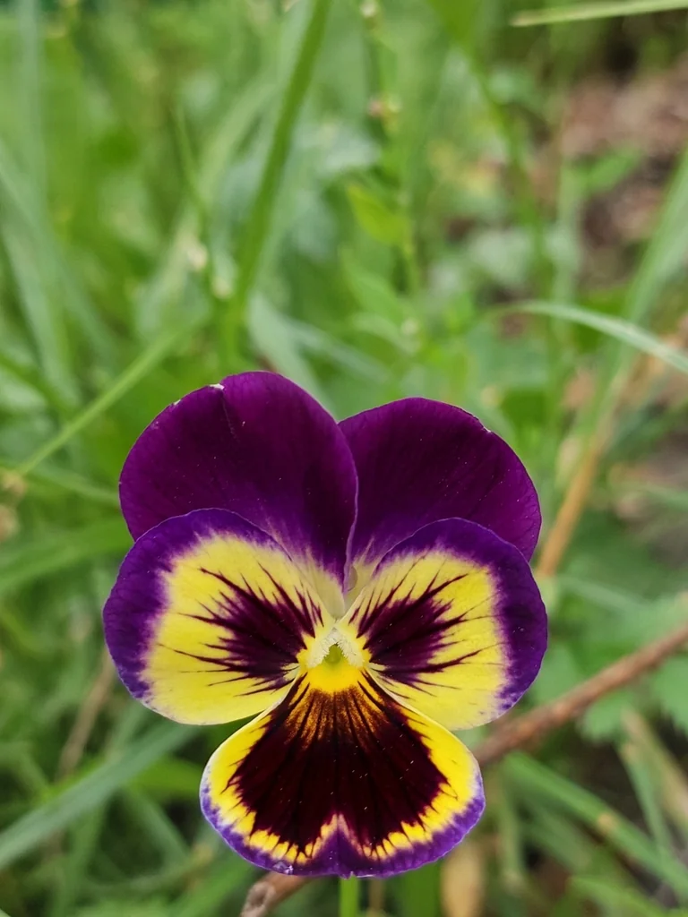 Viola X Wittrockiana