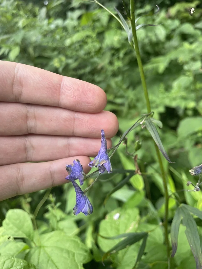 Delphinium Exaltatum