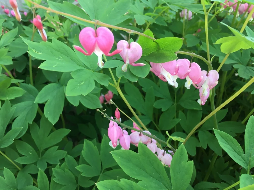 Dicentra spectabilis