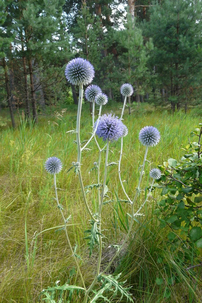 Echinops Ritro Ruthenicus
