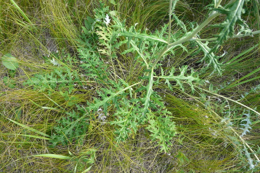 Echinops Ritro Ruthenicus