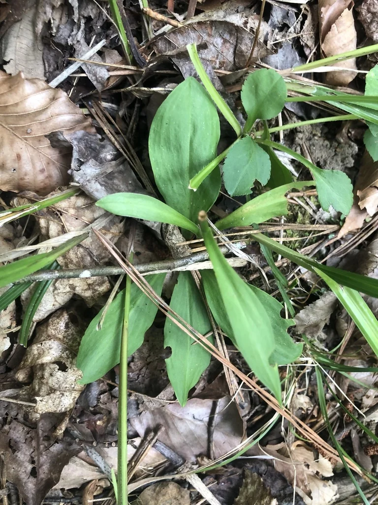 Chamaelirium Luteum
