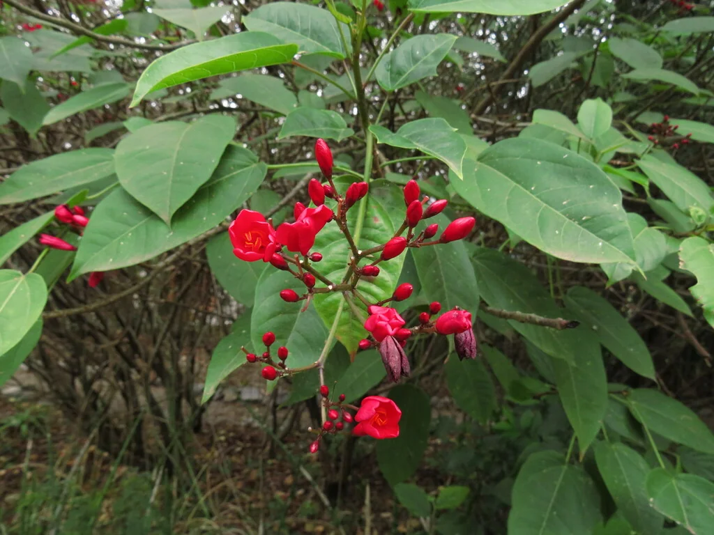 Jatropha Integerrima
