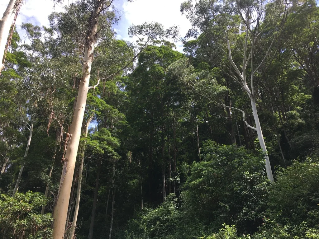Eucalyptus grandis
