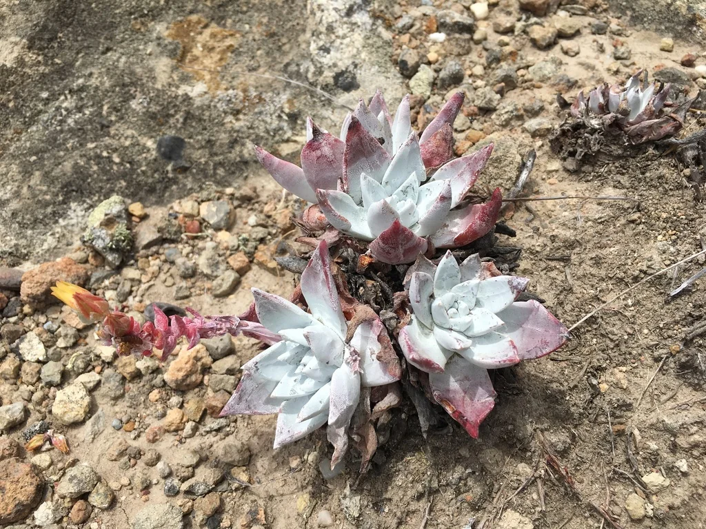 Dudleya Greenei