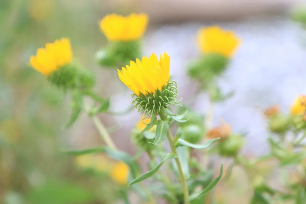 Grindelia Integrifolia