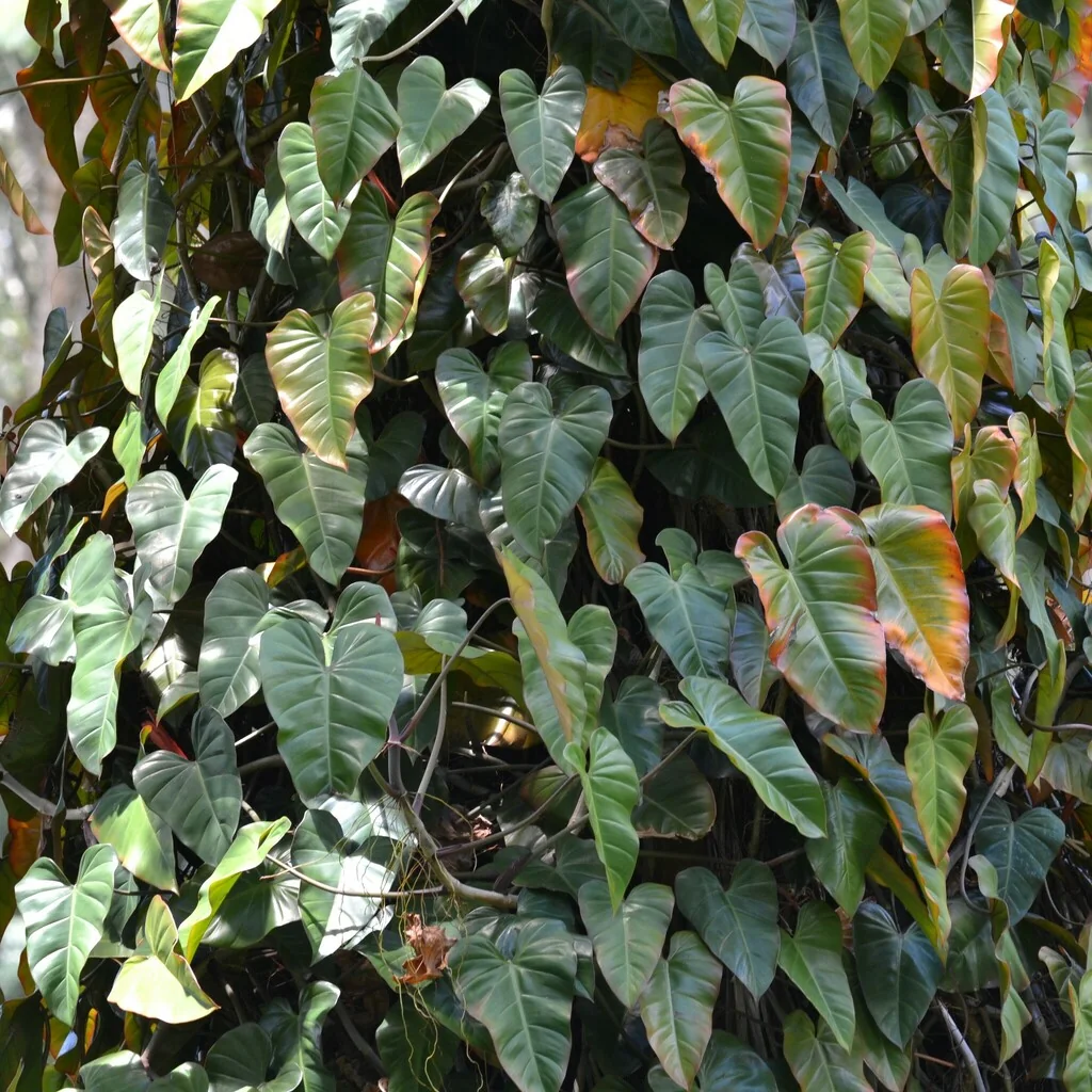 Philodendron erubescens