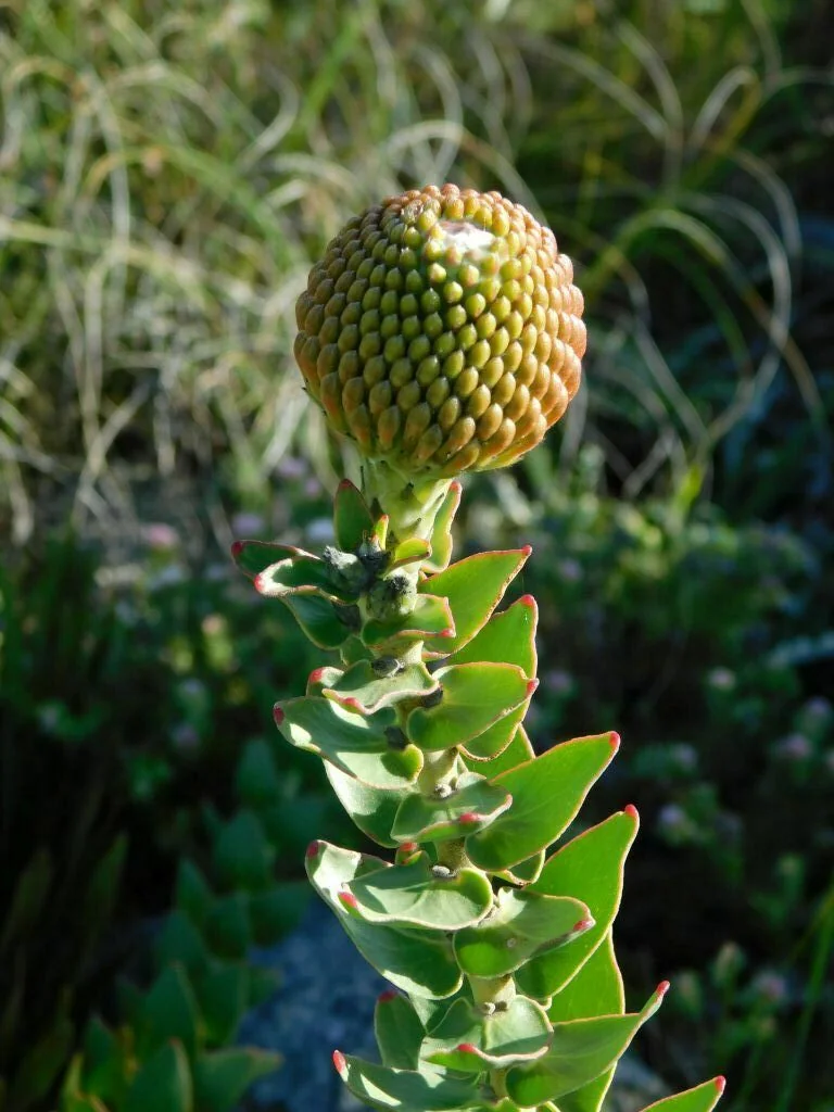 Leucospermum Cordifolium