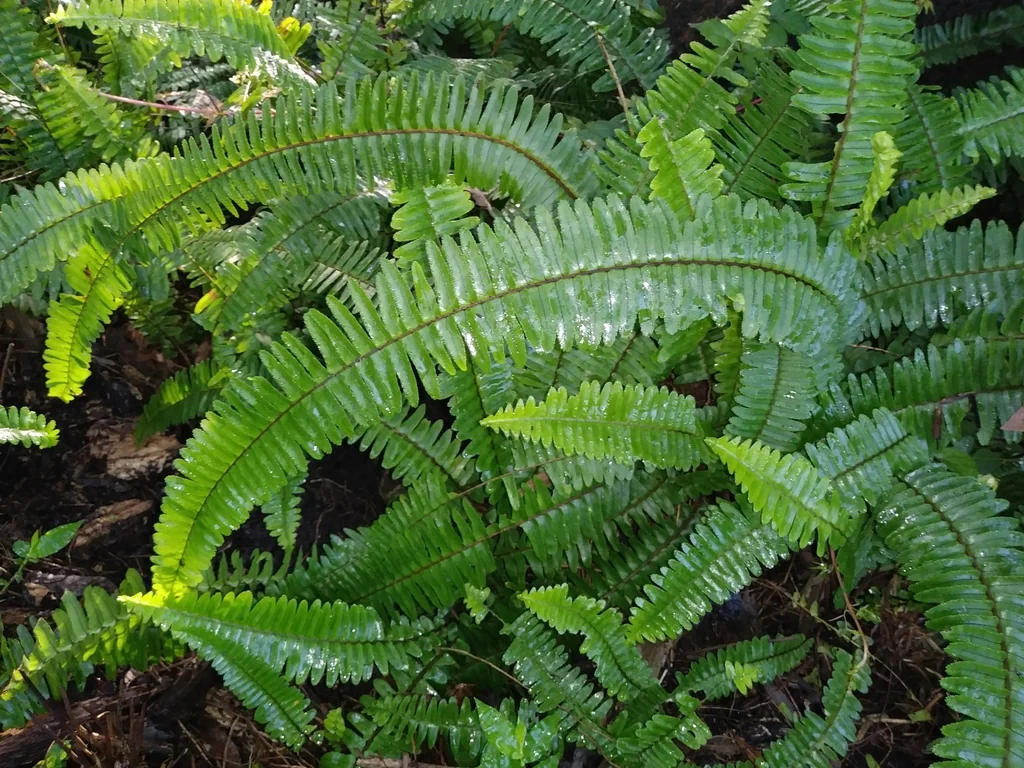 Nephrolepis Exaltata