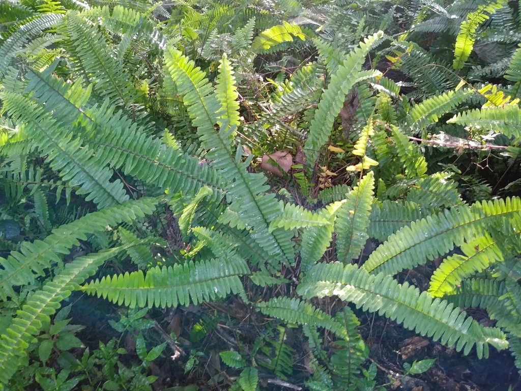 Nephrolepis Exaltata