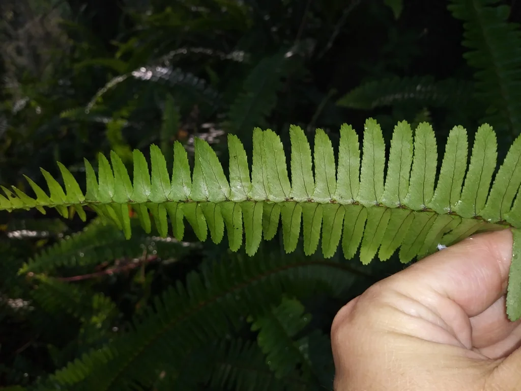 Nephrolepis Exaltata