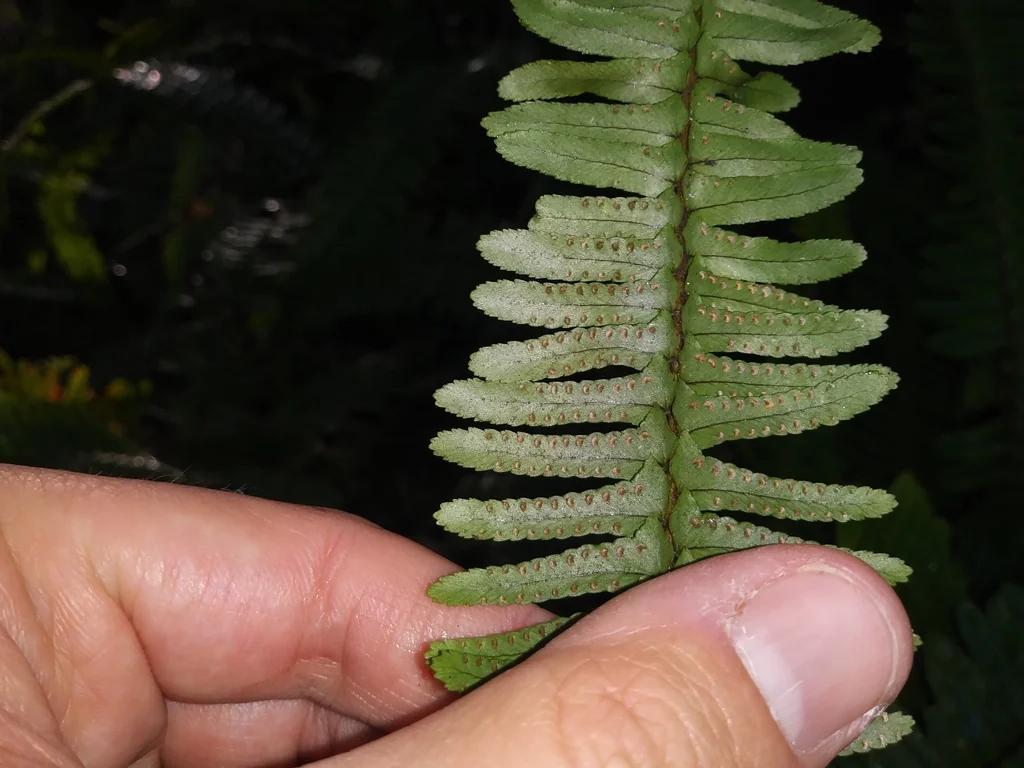 Nephrolepis Exaltata
