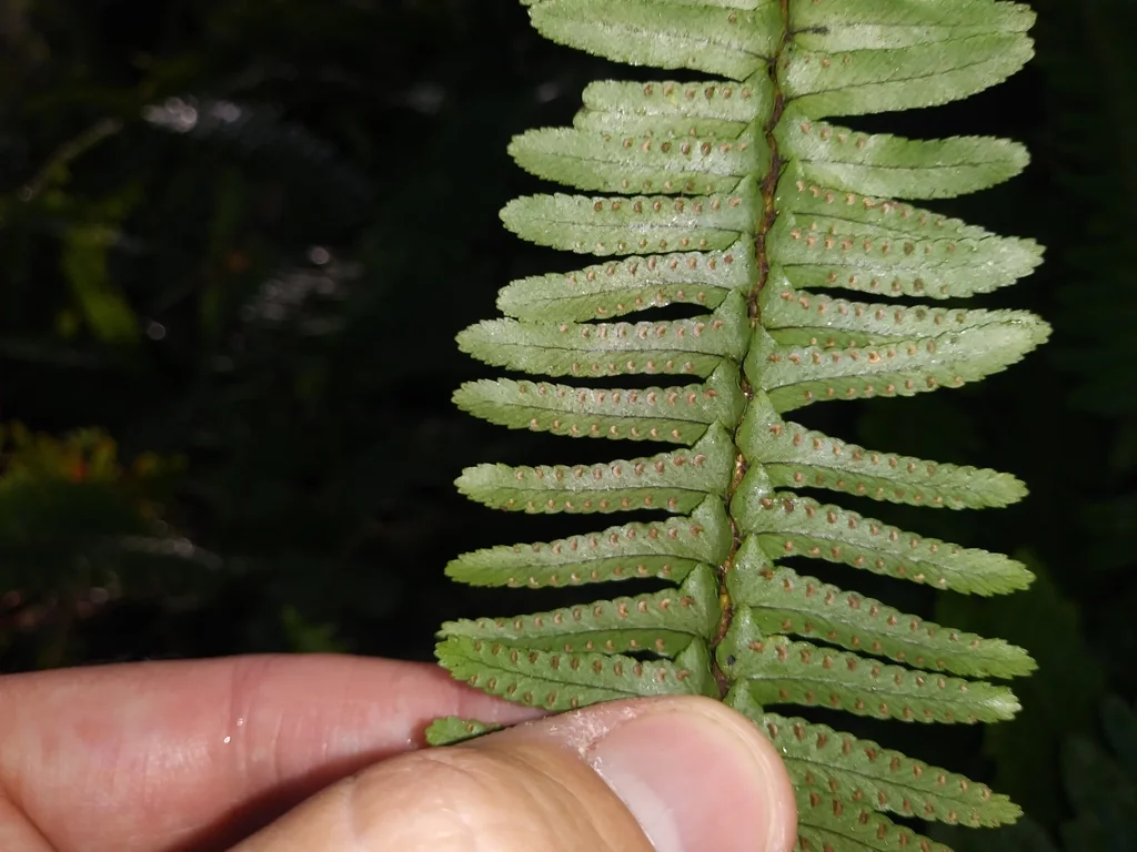Nephrolepis Exaltata