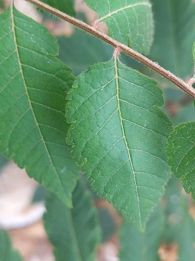 Koelreuteria Bipinnata