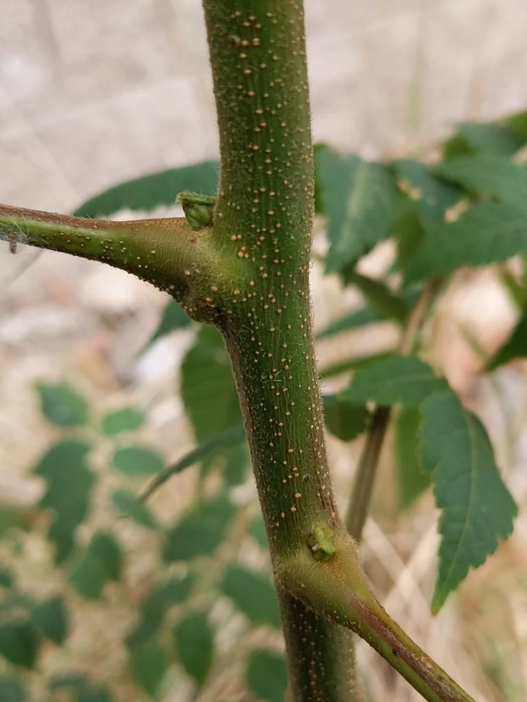 Koelreuteria Bipinnata