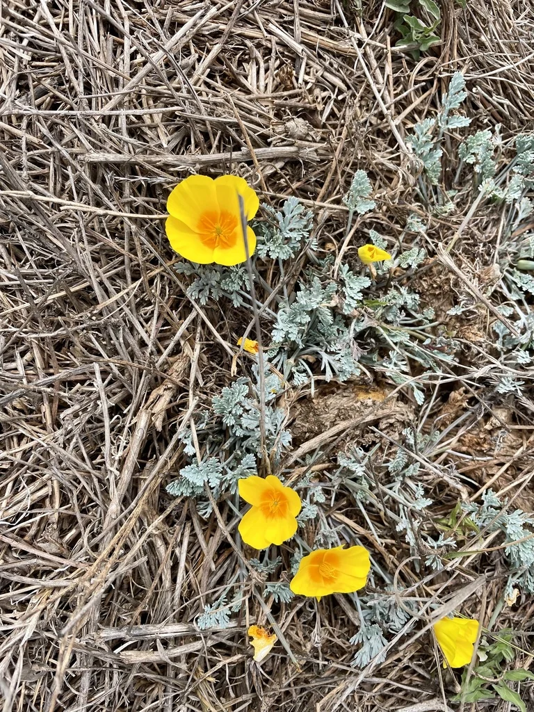 Eschscholzia Californica V. Maritima