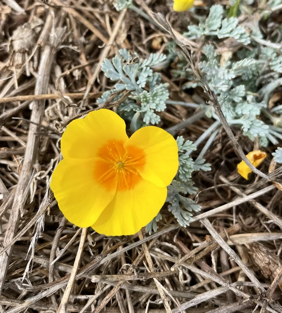 Eschscholzia Californica V. Maritima