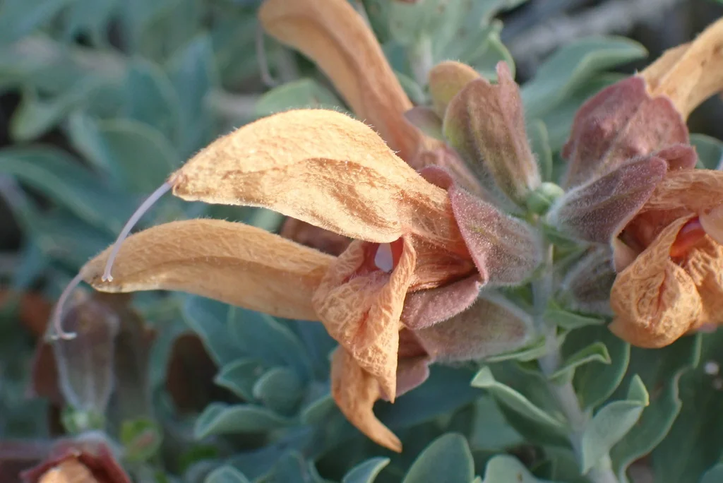 Salvia Africana-Lutea