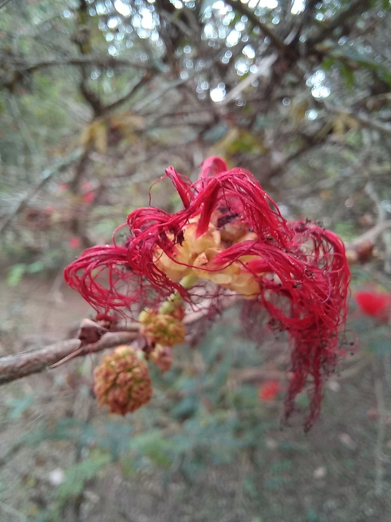 Calliandra Tweedii