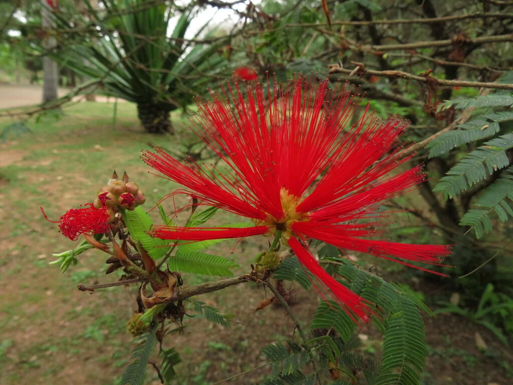 Calliandra Tweedii