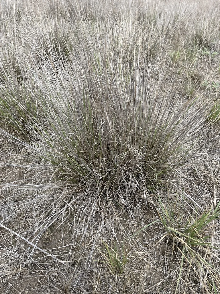 Muhlenbergia Reverchonii