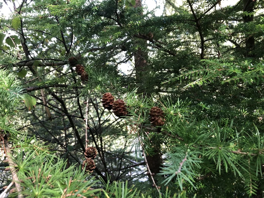 Larix Kaempferi