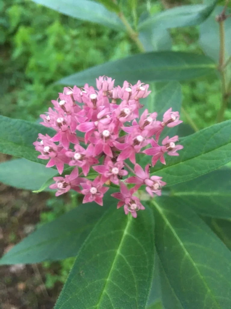 Asclepias Incarnata Pulchra
