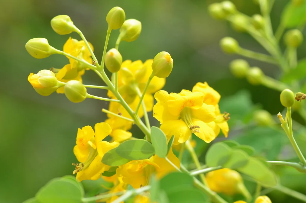 Caesalpinia Mexicana