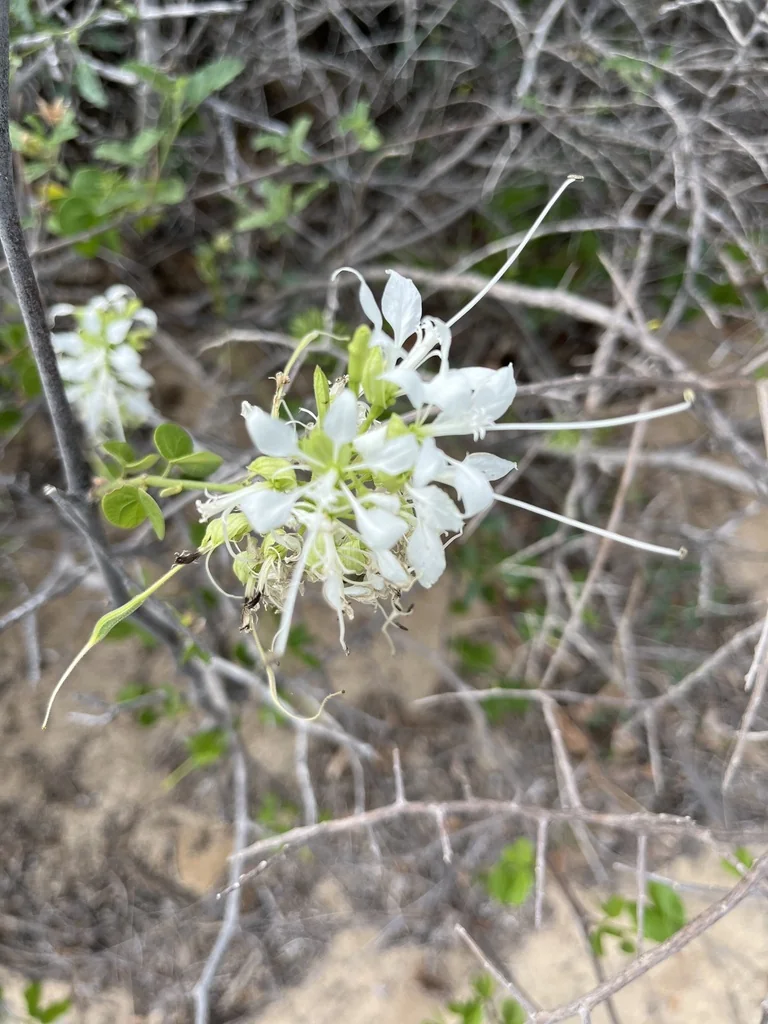 Bauhinia Mexicana