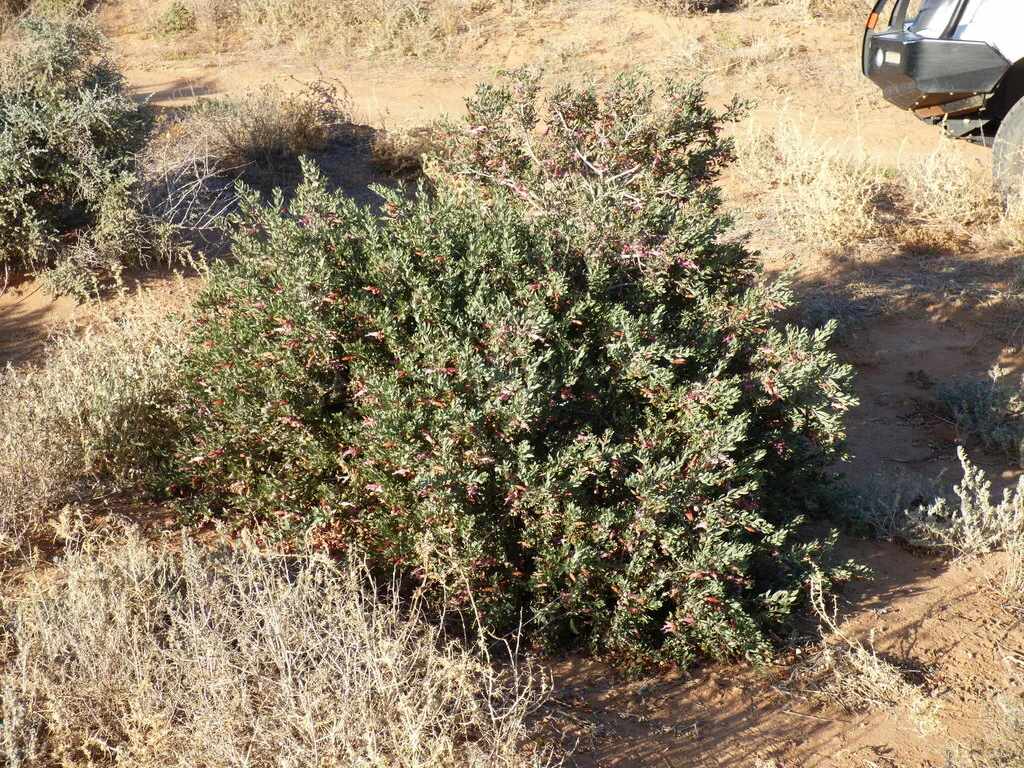 Eremophila Maculata