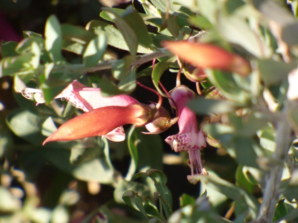 Eremophila Maculata