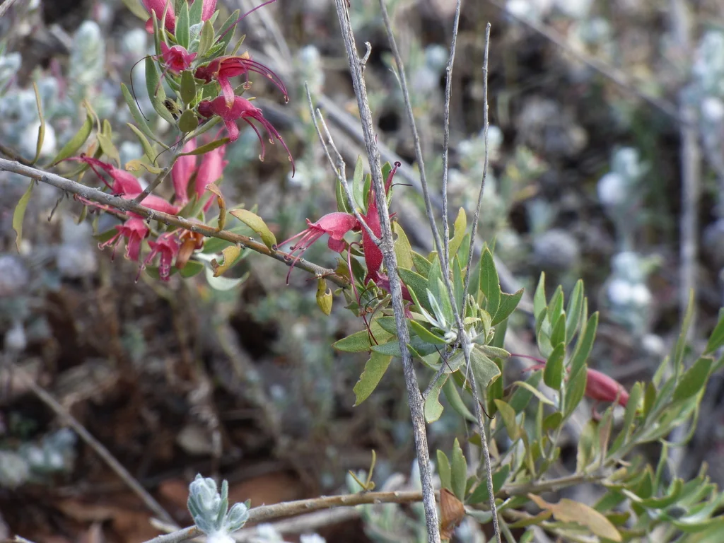 Eremophila Glabra